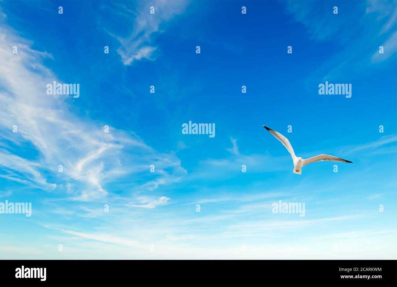 seagull flying in the blue sky with clouds Stock Photo - Alamy
