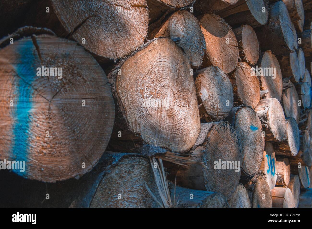 Pile of natural wood logs. Background of wooden texture Stock Photo