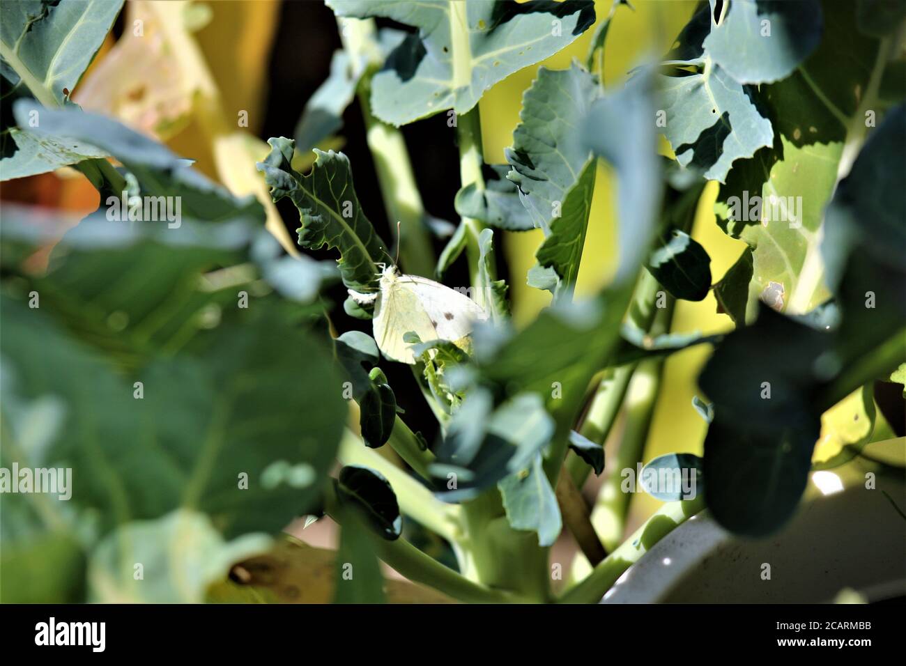 Cabbage white butterfly on a cabbage leafpieris brassicae Stock Photo