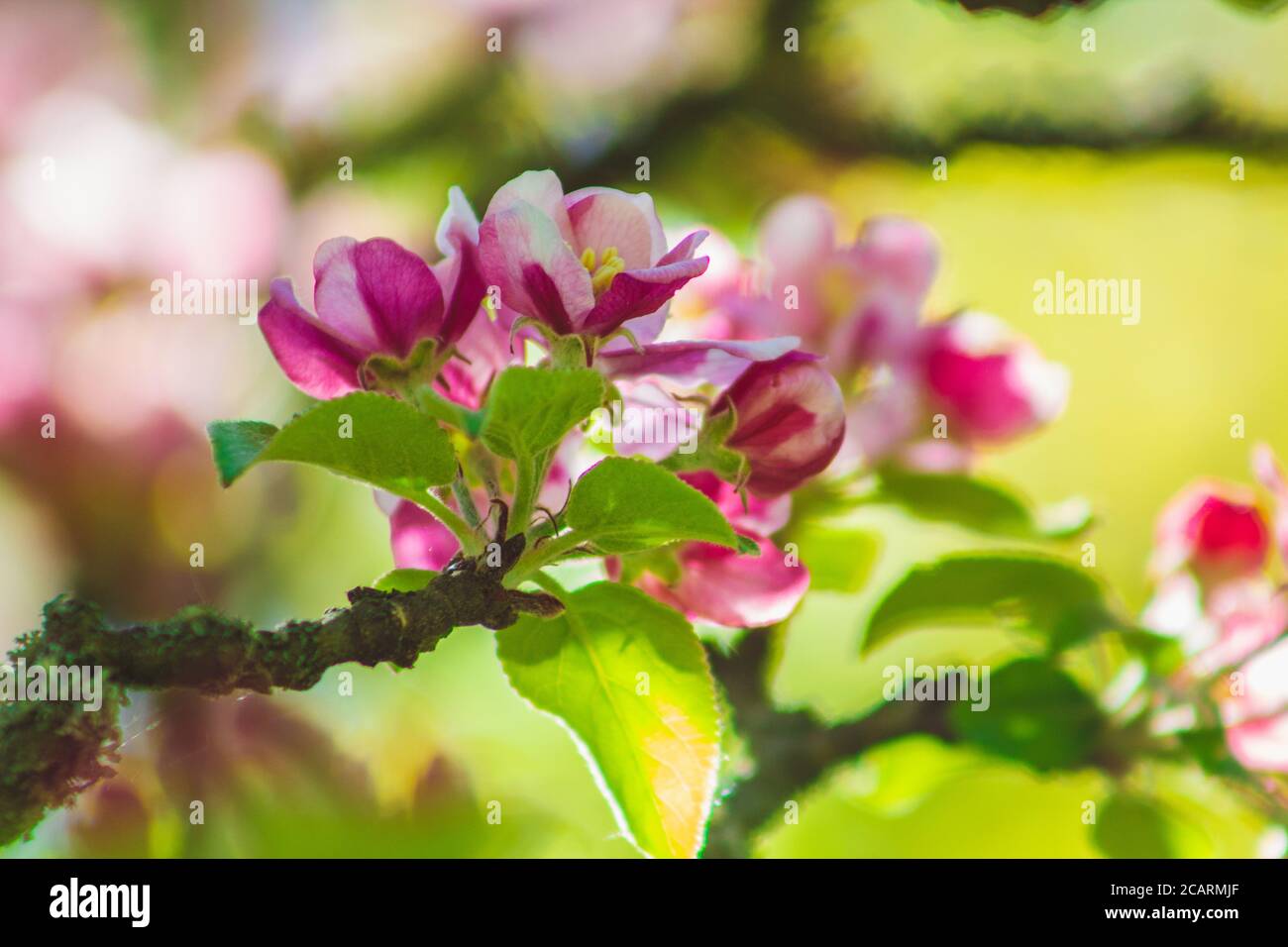 Apple tree blossoms on a tree. Beautiful pink and white flowers in different shapes Stock Photo