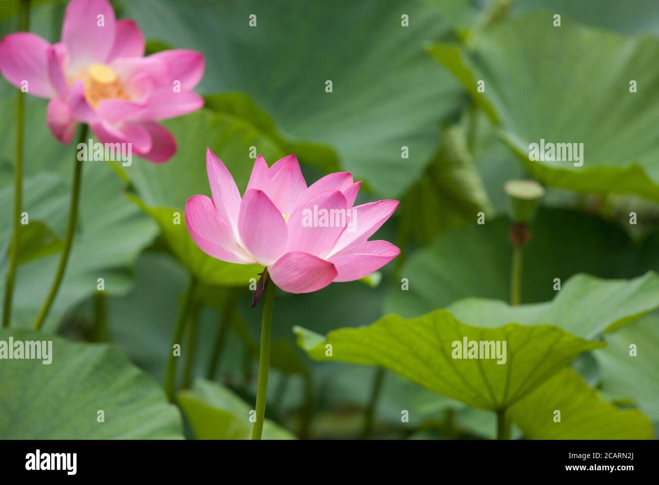 Lotus flowers in Shanghai, China Stock Photo Alamy