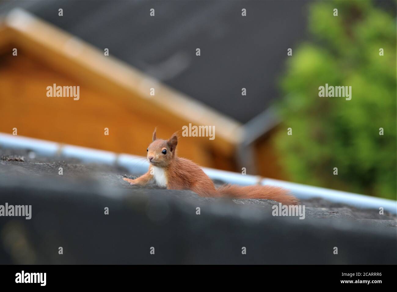 A brown squirrel runs over a black roof Stock Photo Alamy