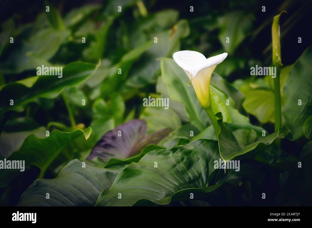 White calla lily flower alone in a small water pond full of green leaves Stock Photo