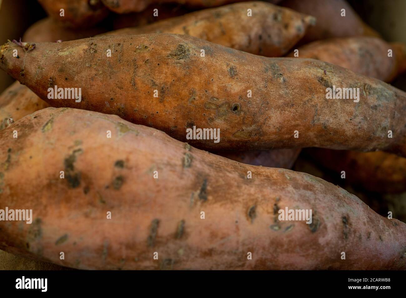 Organic Sweet Potatoes. Raw Whole Sweet Potatoes Yams, Fresh Healthy