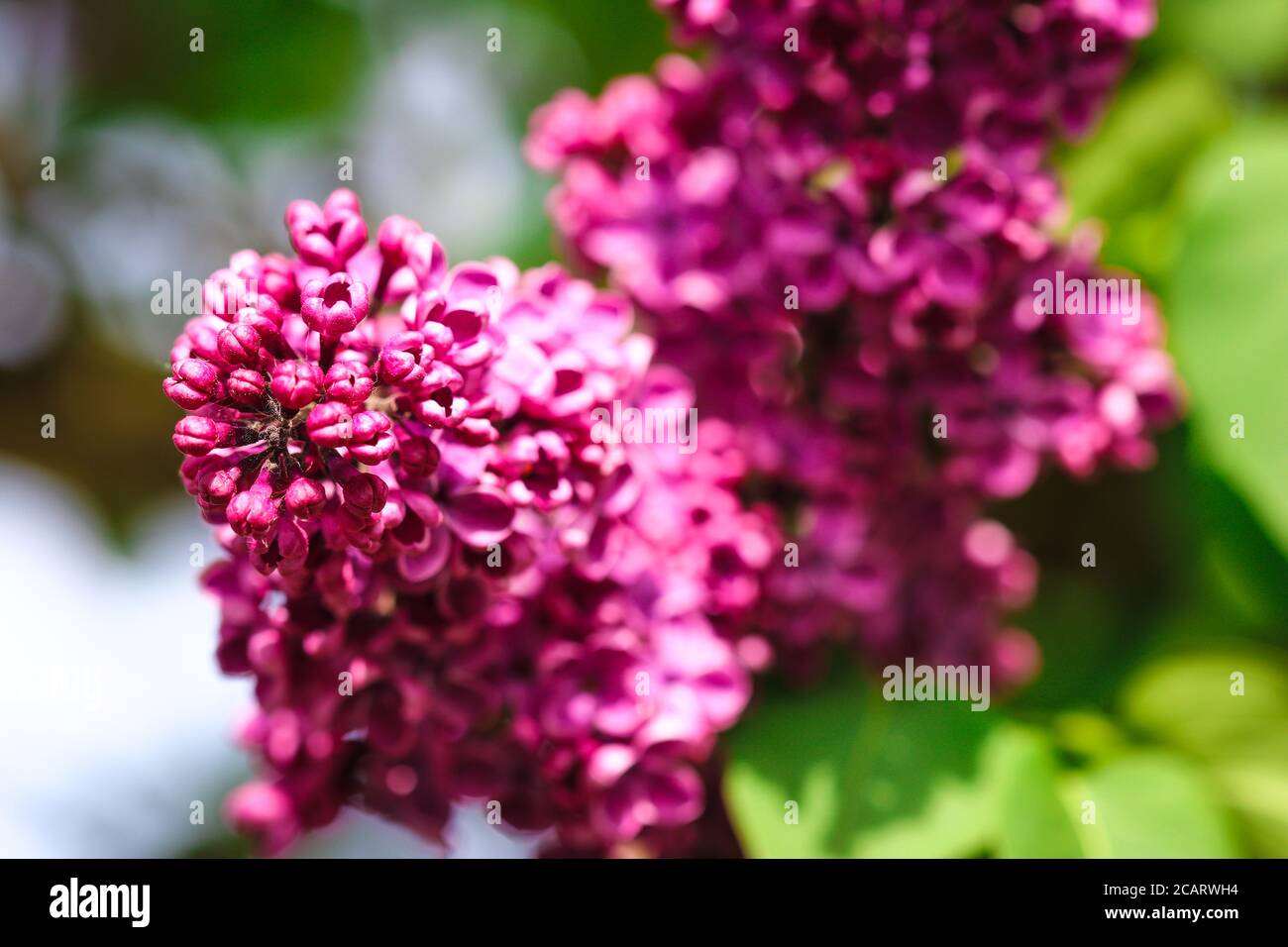 Flowers of common lilac (syringa vulgaris) blooming in springtime with copy space Stock Photo