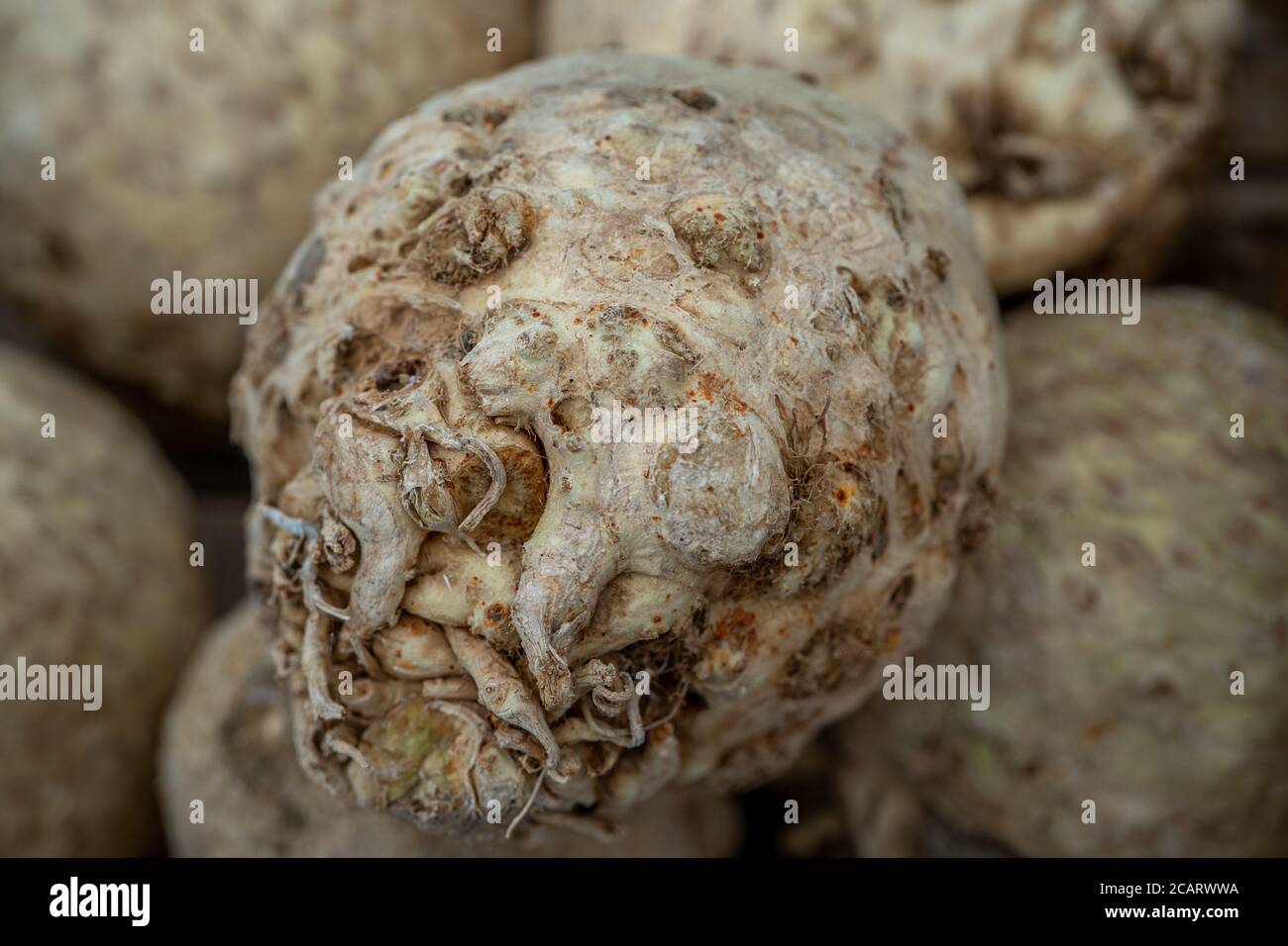 Tuber of celery, raw vegetables from market, farm fresh produce, organic food. Macro photo Stock Photo