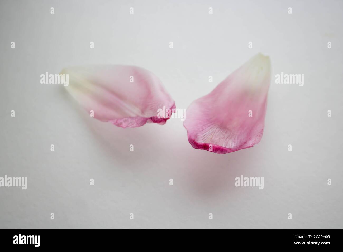 Dried tulip petals hires stock photography and images Alamy