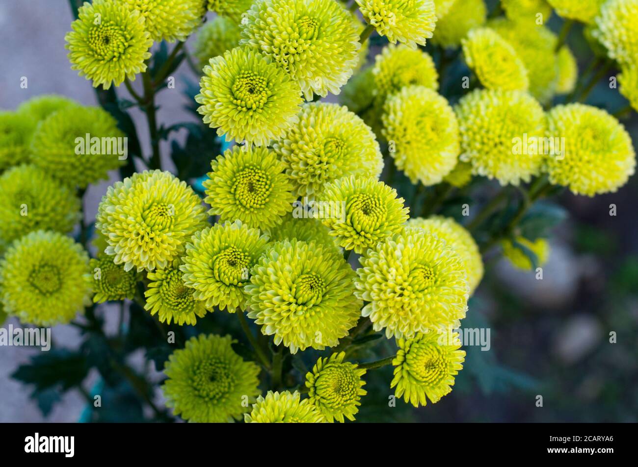 Chrysanthemum green hires stock photography and images Alamy