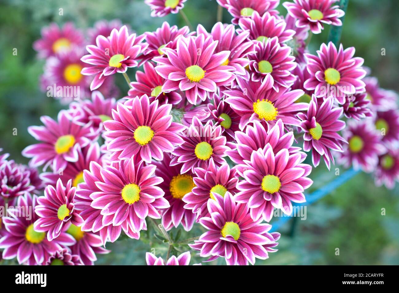 Pink purple white chrysanthemum. Сhrysanthemum flowers with yellow centers and white tips on their petals. Bush of Autumn Garden plants, growing flowe Stock Photo
