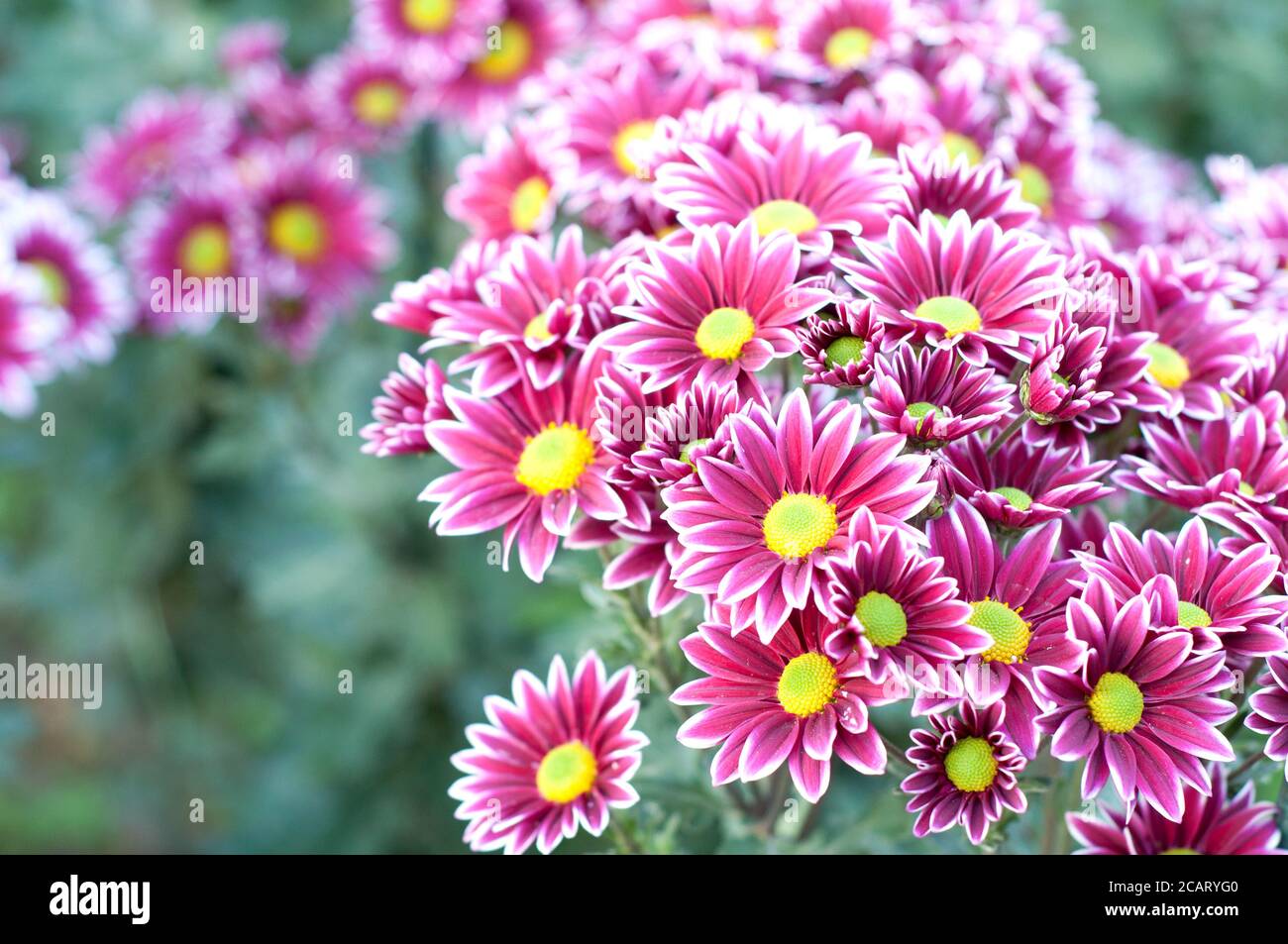 Chrysanthemum flower white purple petals hires stock photography and