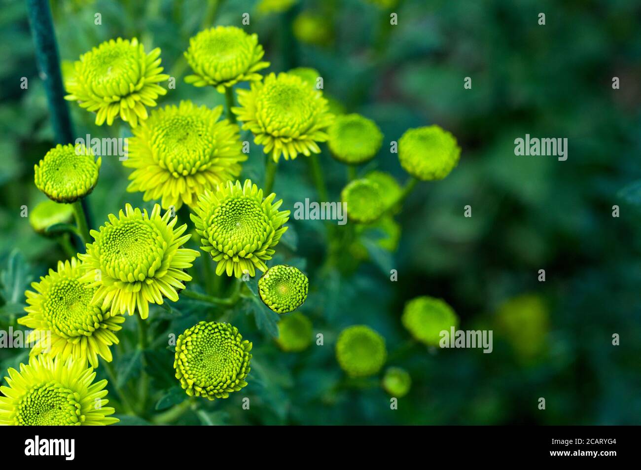 Chrysanthemum green hires stock photography and images Alamy