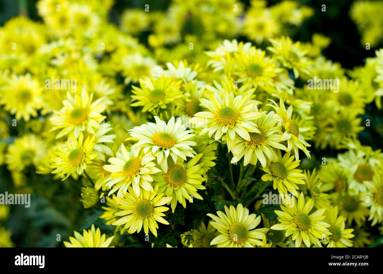 Chrysanthemum green hires stock photography and images Alamy