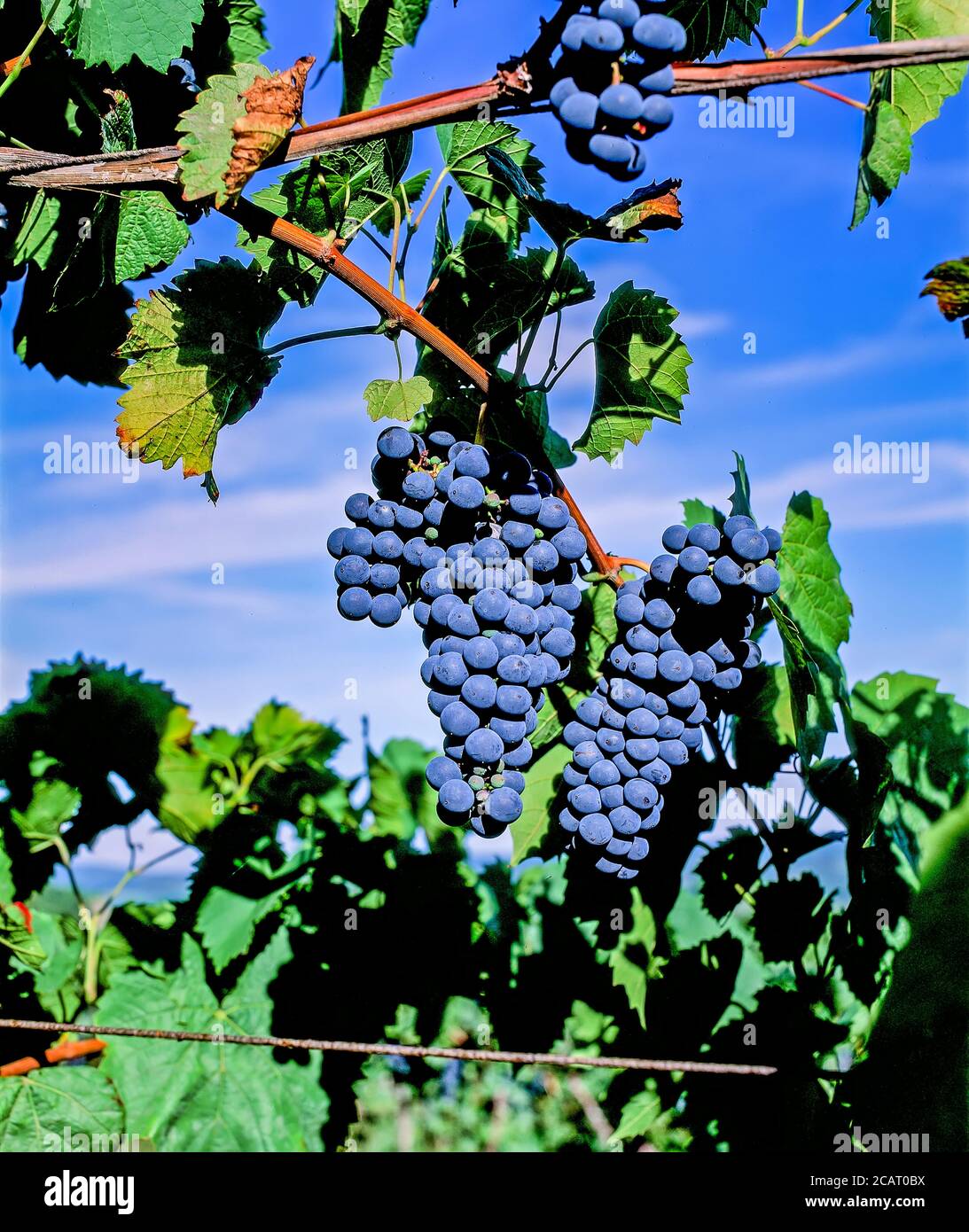 Grapes ready for picking growing in vineyard in the Finger Lakes Region of New York State in the