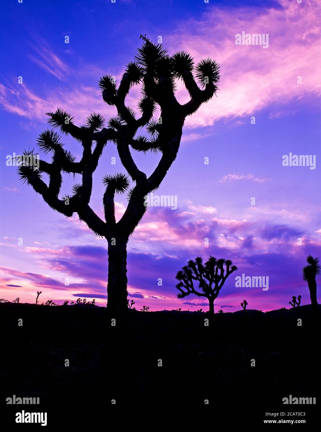Silhouetted Joshua Trees aganist a colorful sunset sky in Joshua Tree National Park in southeastern California un the United States Stock Photo