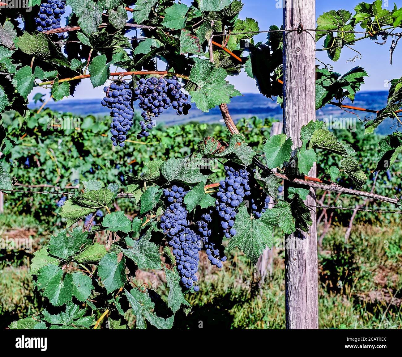 Grapes ready for picking growing in vineyard in the Finger Lakes Region of New York State in the United States Stock Photo