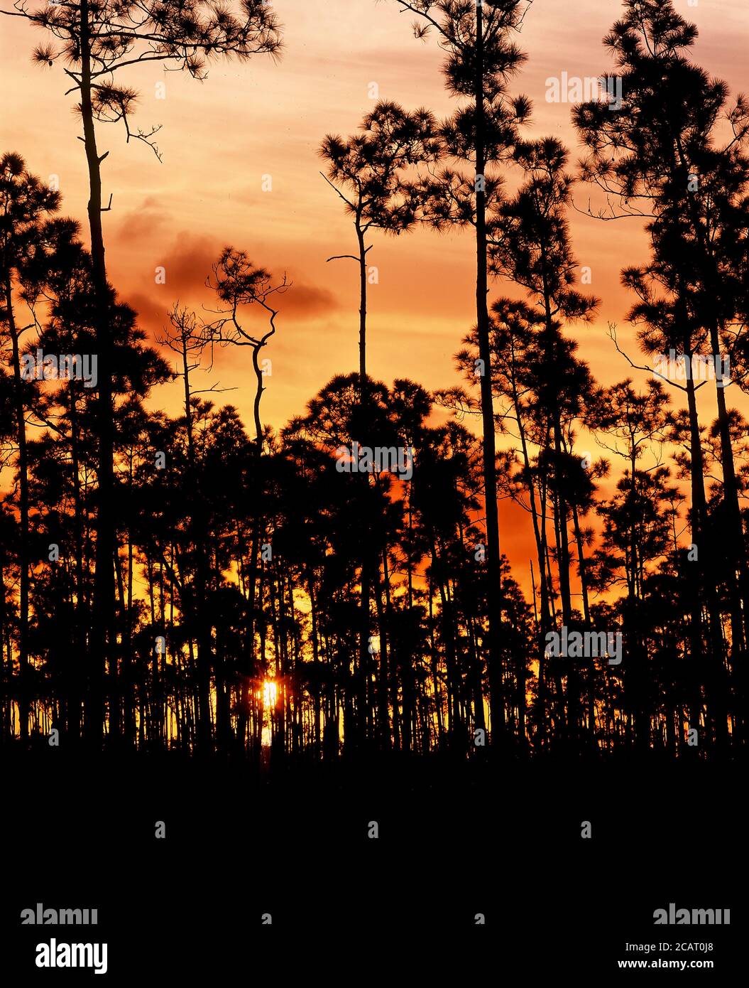 Trees silhouetted against an orange sunet sky in the Everglades National Park in southern Florida in the United States Stock Photo