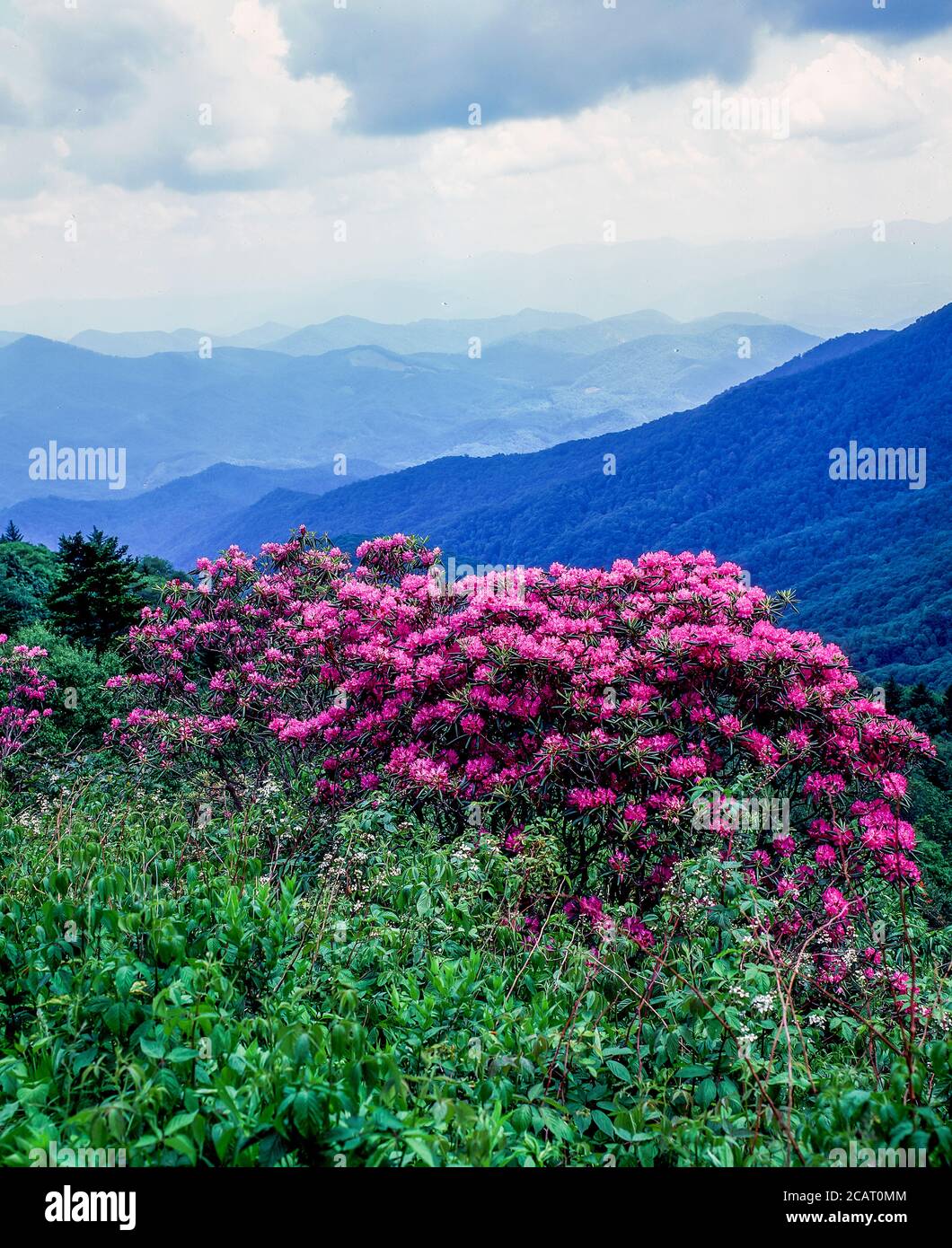 Flame azalea blooming in the mountains along the Blue Ridge Parkway in North Carolina in the United States Stock Photo