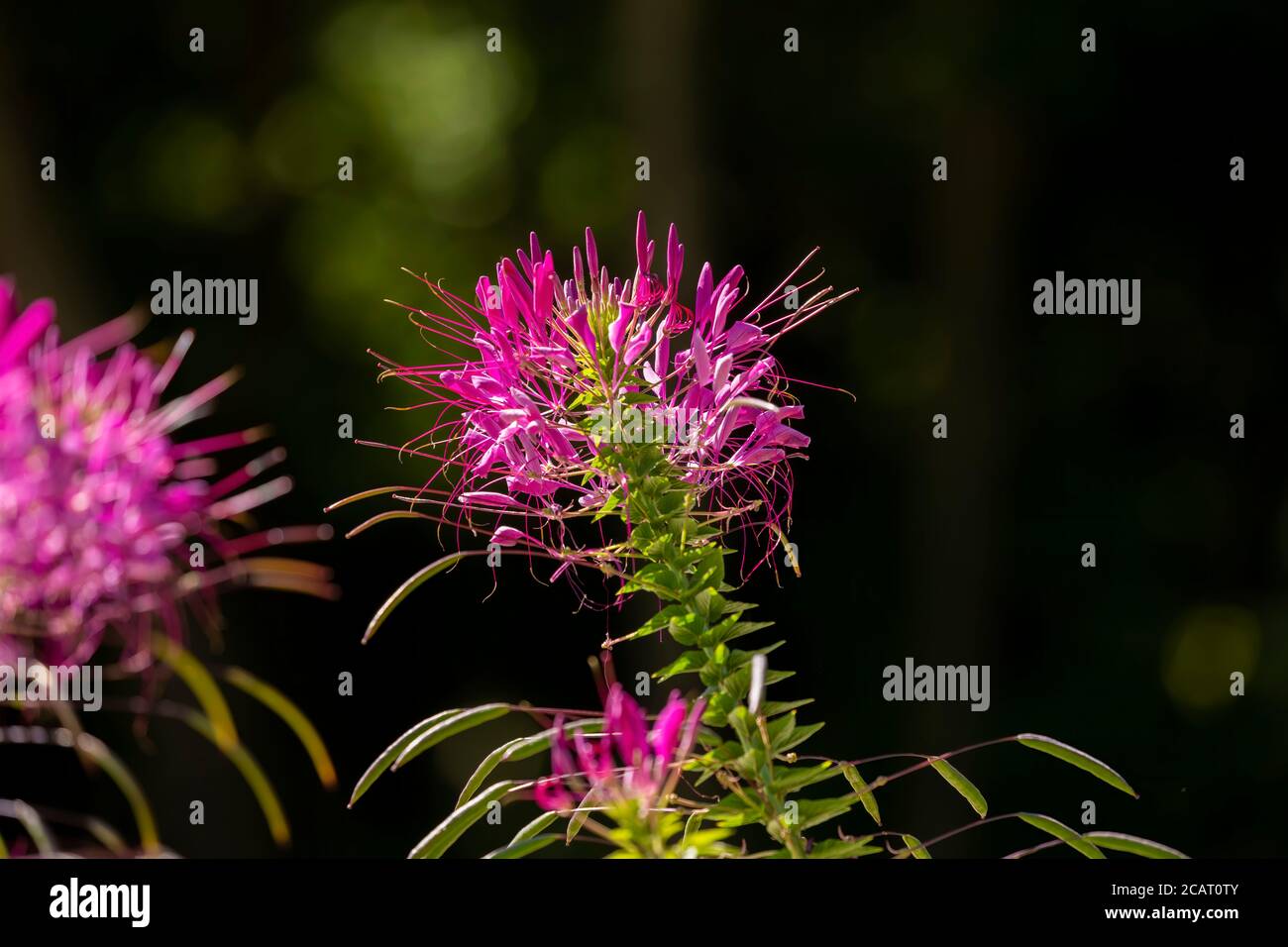 Spiders Flowers in the botanical garden Stock Photo