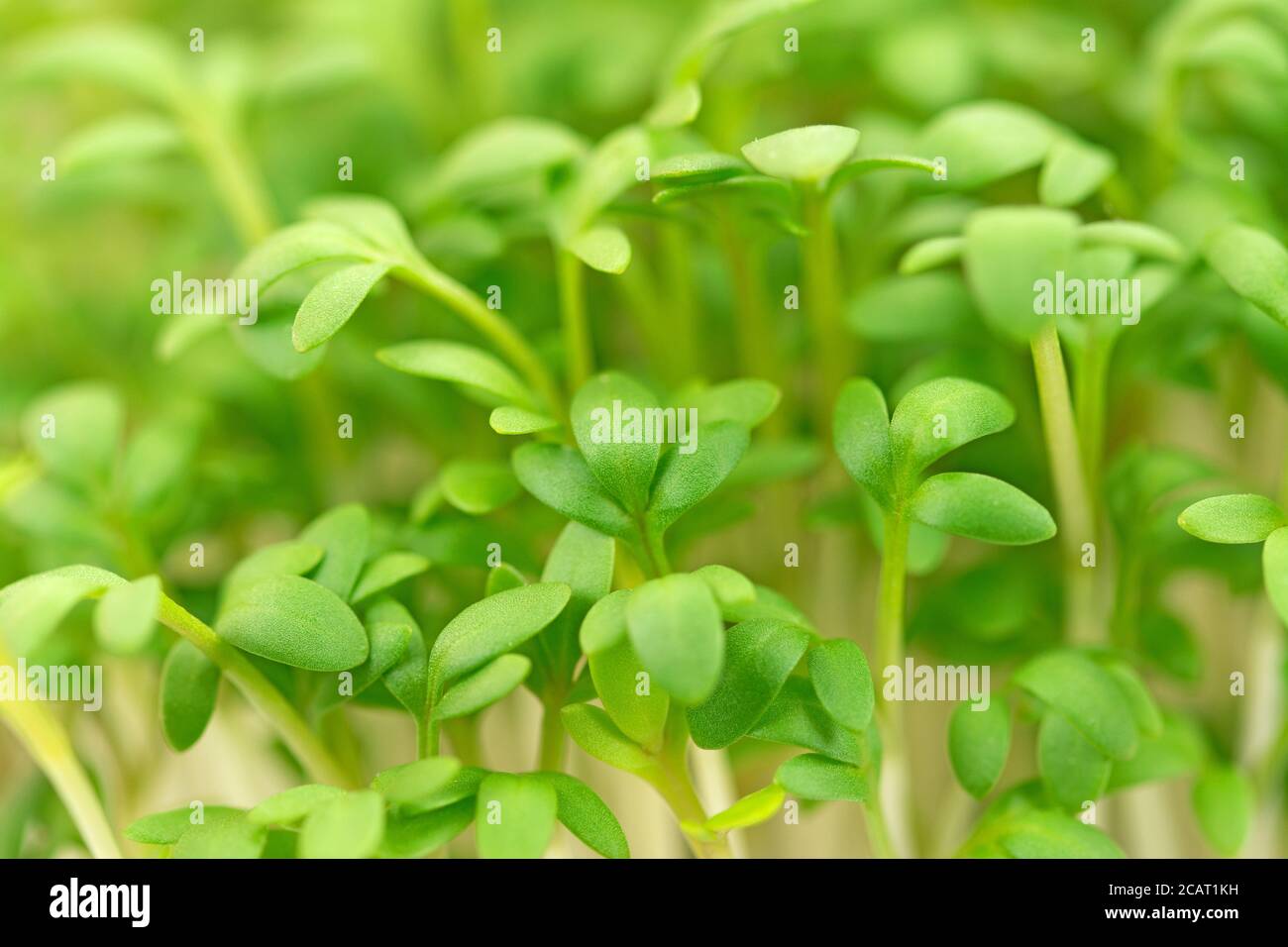Garden cress, Lepidium sativum, close-up Stock Photo