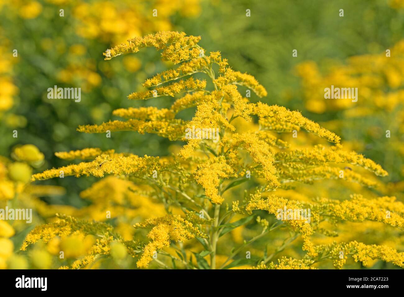 Flowering goldenrod, Solidago virgaurea, close up Stock Photo