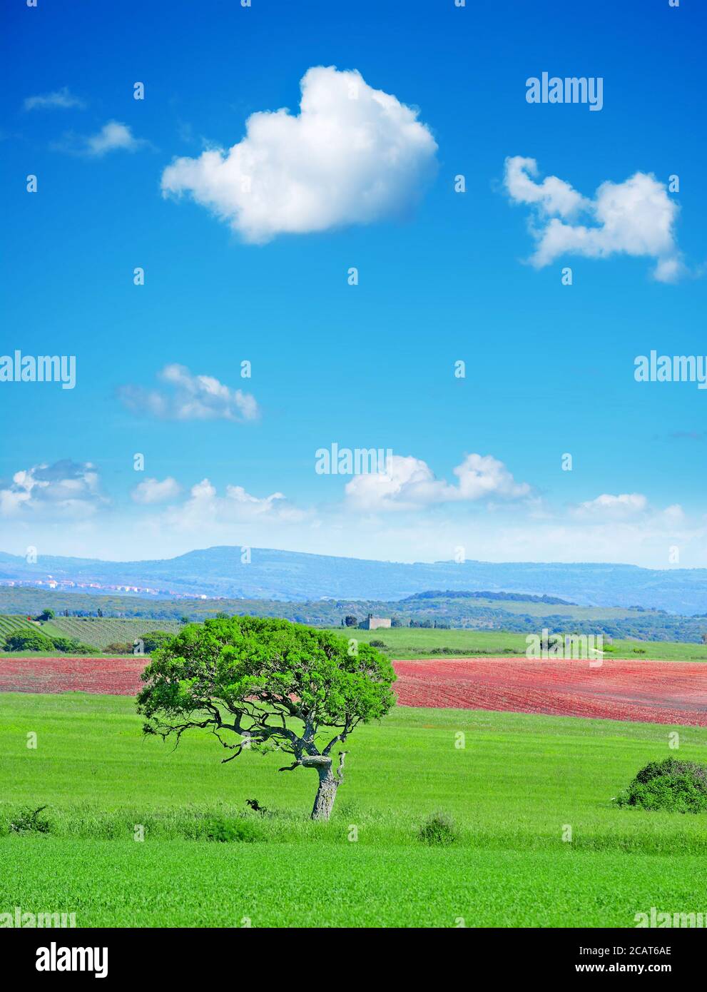 green tree under a blue sky with soft clouds Stock Photo - Alamy