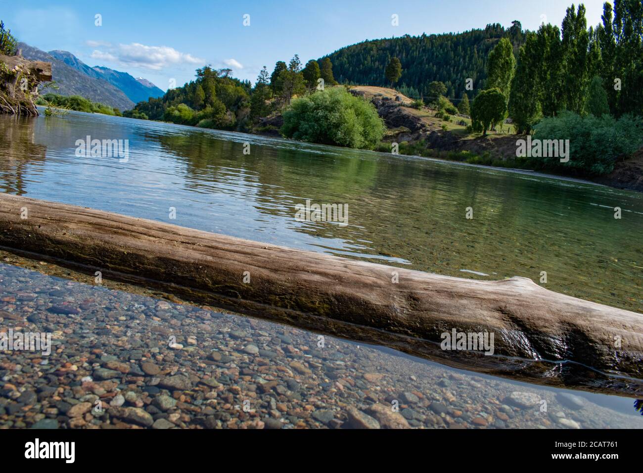 Dead tree in the water Stock Photo