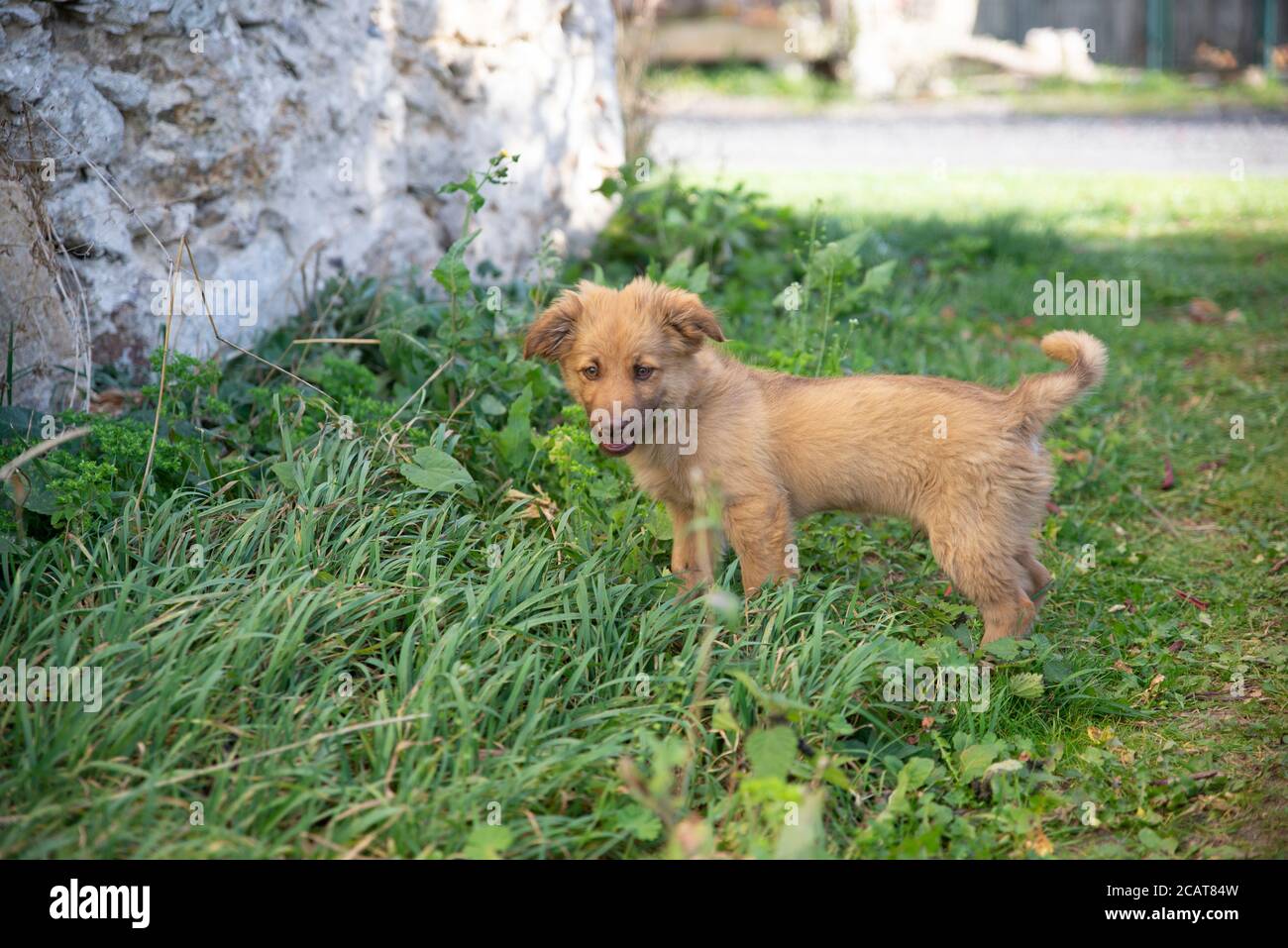 close up on cute brown mixed breed dog on grass Stock Photo