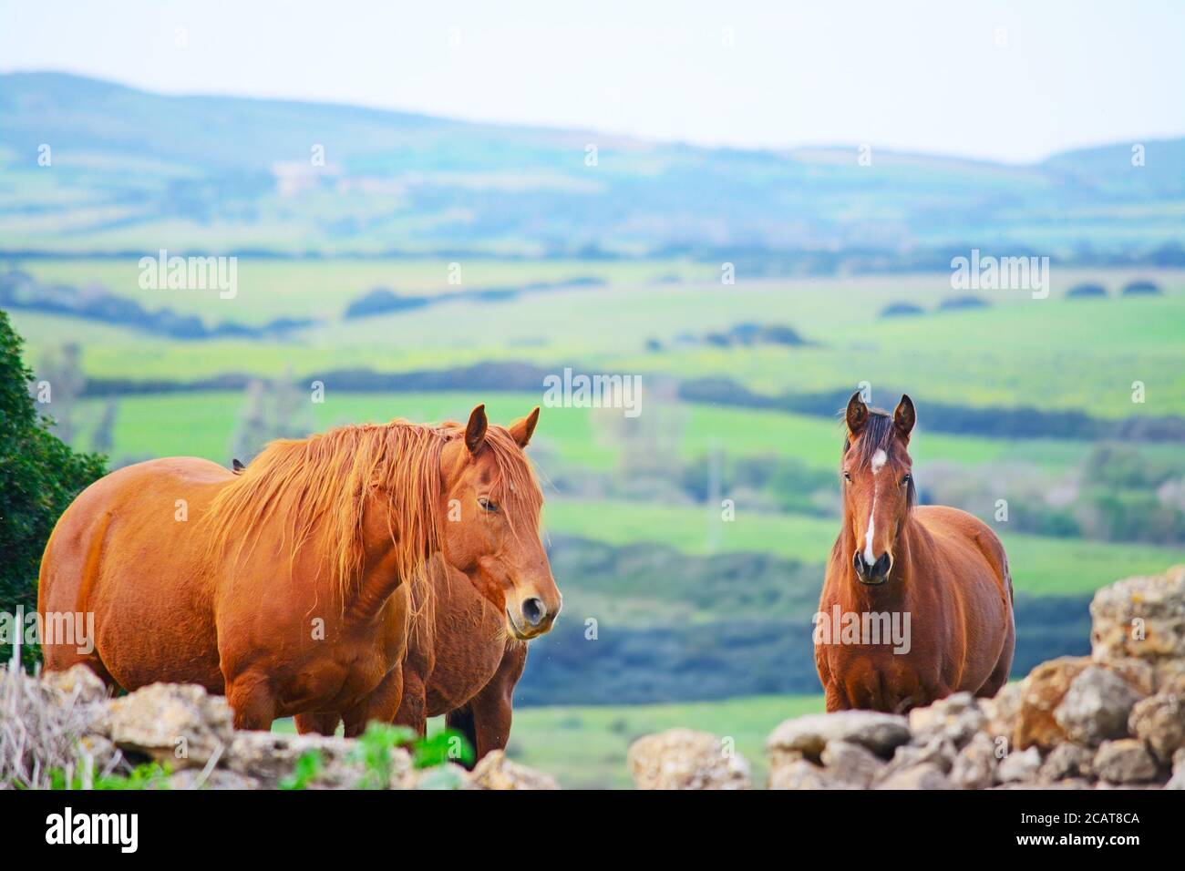 Brown horses in the countryside, Sardinia Stock Photo