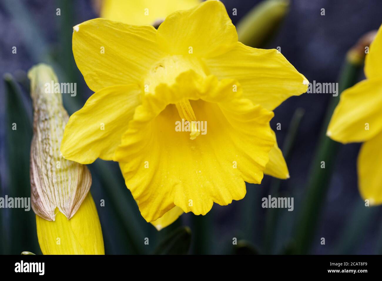 Narcissus is a genus of predominantly spring flowering perennial plants of the amaryllis family, Amaryllidaceae. Stock Photo