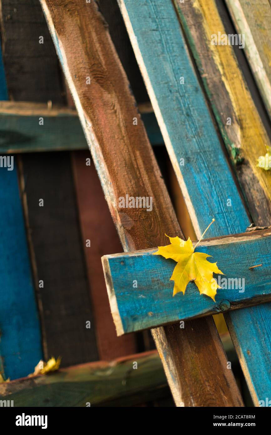 Maple leaf on old wooden board. Yellow dry maple leaf lying on wooden poorly painted fence. Natural, autumn foliage, season, textures concept Stock Photo