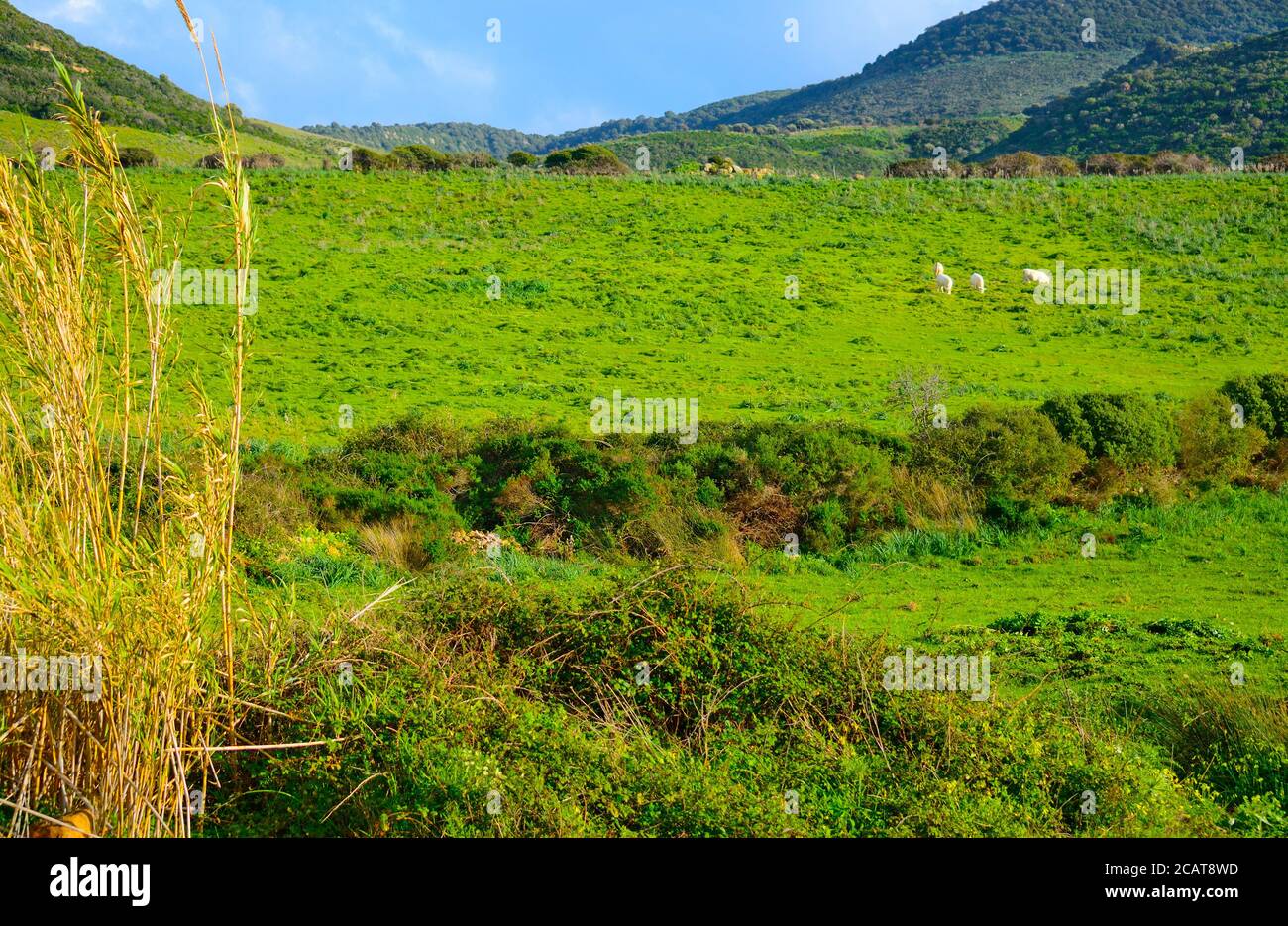 livestock in a green valley in the springtime Stock Photo - Alamy