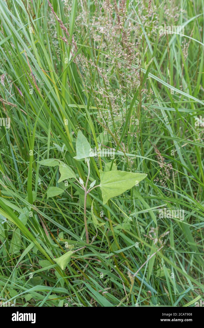 Foliage of what is probably Spear-Leaved Orache, Hastate Orache / Atriplex prostrata growing in a part saltmarsh habitat. Leaves are edible cooked. Stock Photo