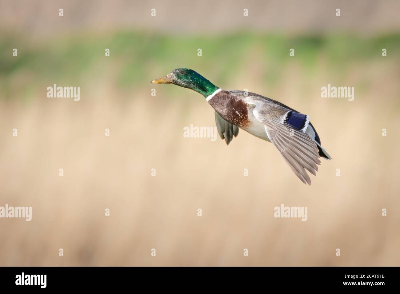 Male Mallard duck in flight coming in to land Stock Photo