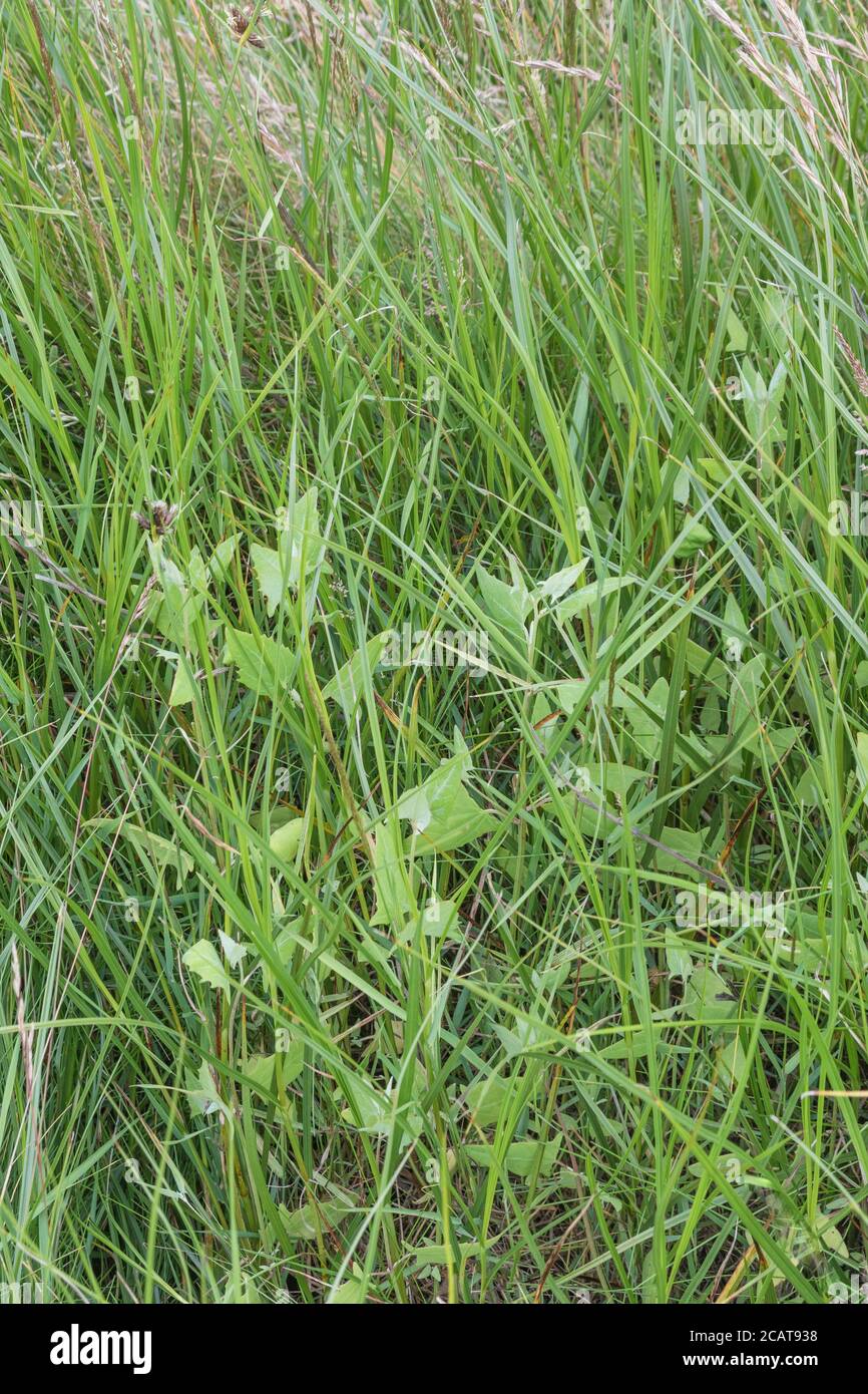 Foliage of what is probably Spear-Leaved Orache, Hastate Orache / Atriplex prostrata growing in a part saltmarsh habitat. Leaves are edible cooked. Stock Photo