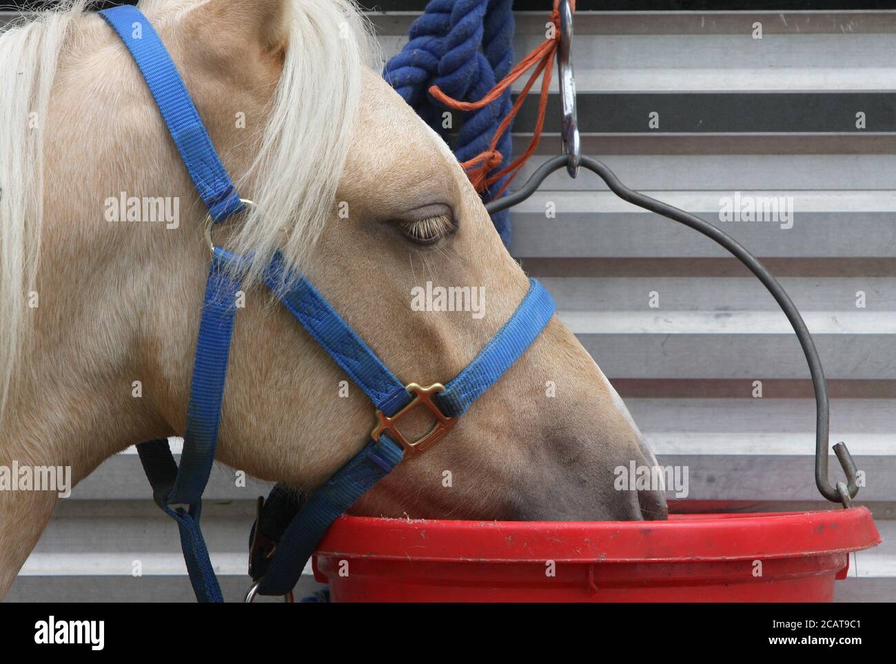 A horse quenching its thirst Stock Photo Alamy