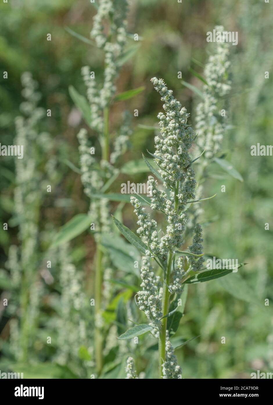 Close shot Fat-Hen / Chenopodium album flowerhead. Agricultural weed that is edible & was once used as food. Now a foraged wild survival food Stock Photo
