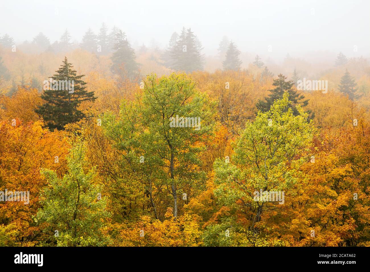 Foggy forest near Wentworth, Nova Scotia, Canada Stock Photo