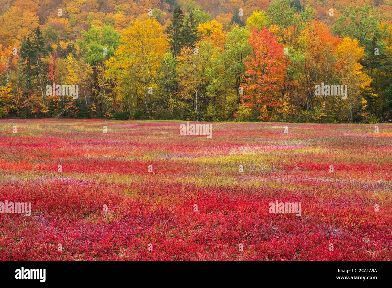 Blueberry leaves turning colors  in Nova Scotia, Canada. Stock Photo