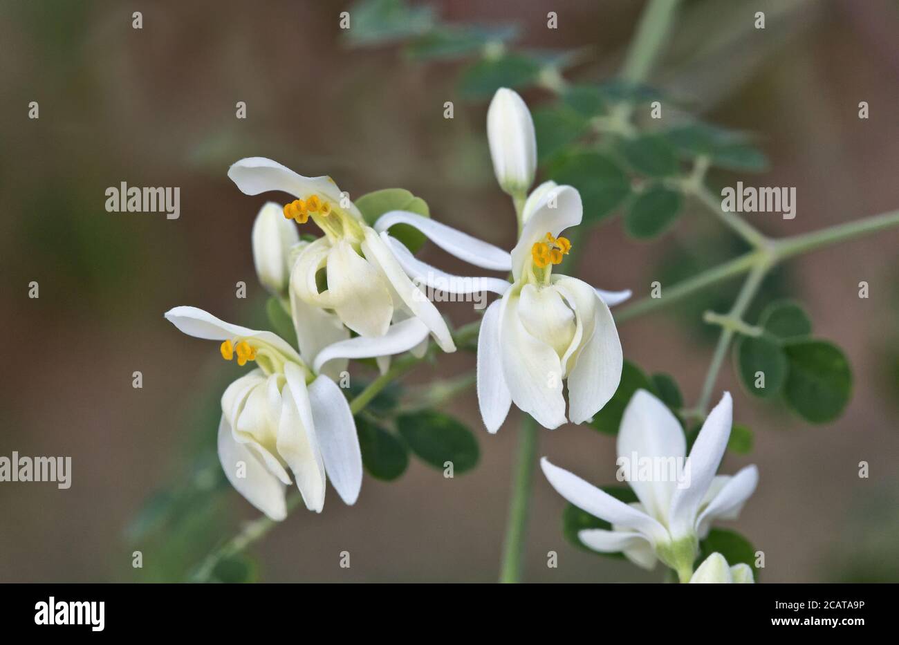 Flowers,  Moringa  'Moringa oleifera' flowering, native to tropical & subtropical climate of India, California Stock Photo