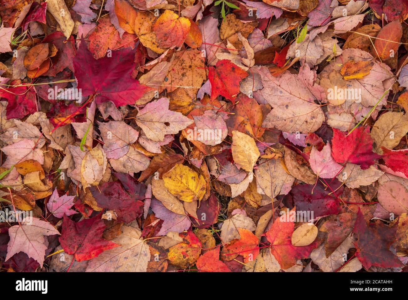Colorful fallen leaves near Wentworth, Nova Scotia, Canada. Stock Photo