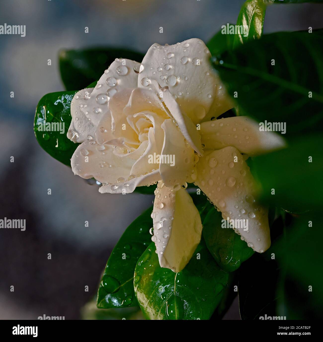 Fragrant White Gardenia Plant Blooming Indoor Stock Photo Alamy