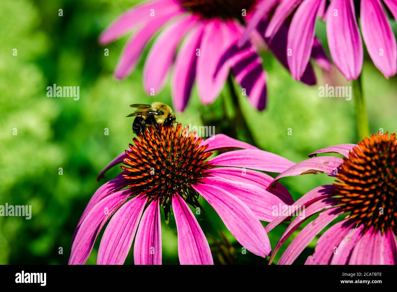 Echinacea flower, Coneflowers with bees on Stock Photo Alamy
