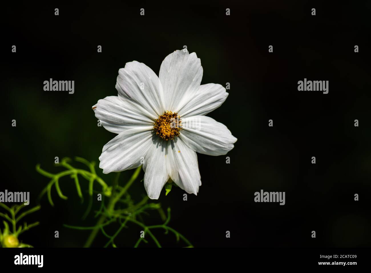 White cosmos flower hi-res stock photography and images - Alamy