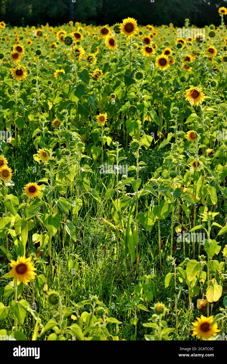 Field of Sunflowers in full bloom Stock Photo - Alamy