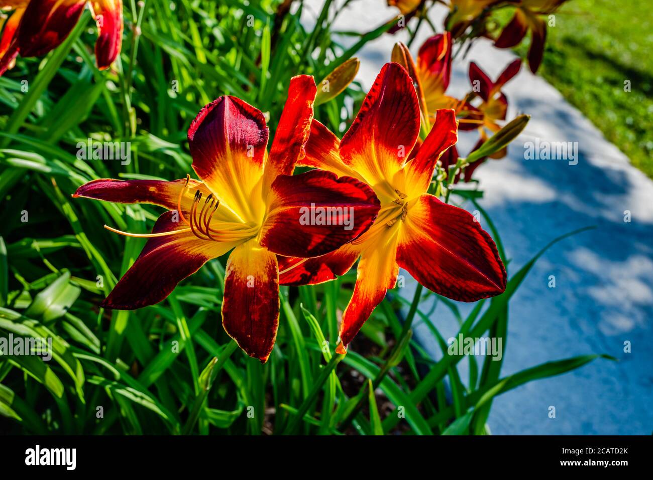 Lily flowers in the garden Stock Photo