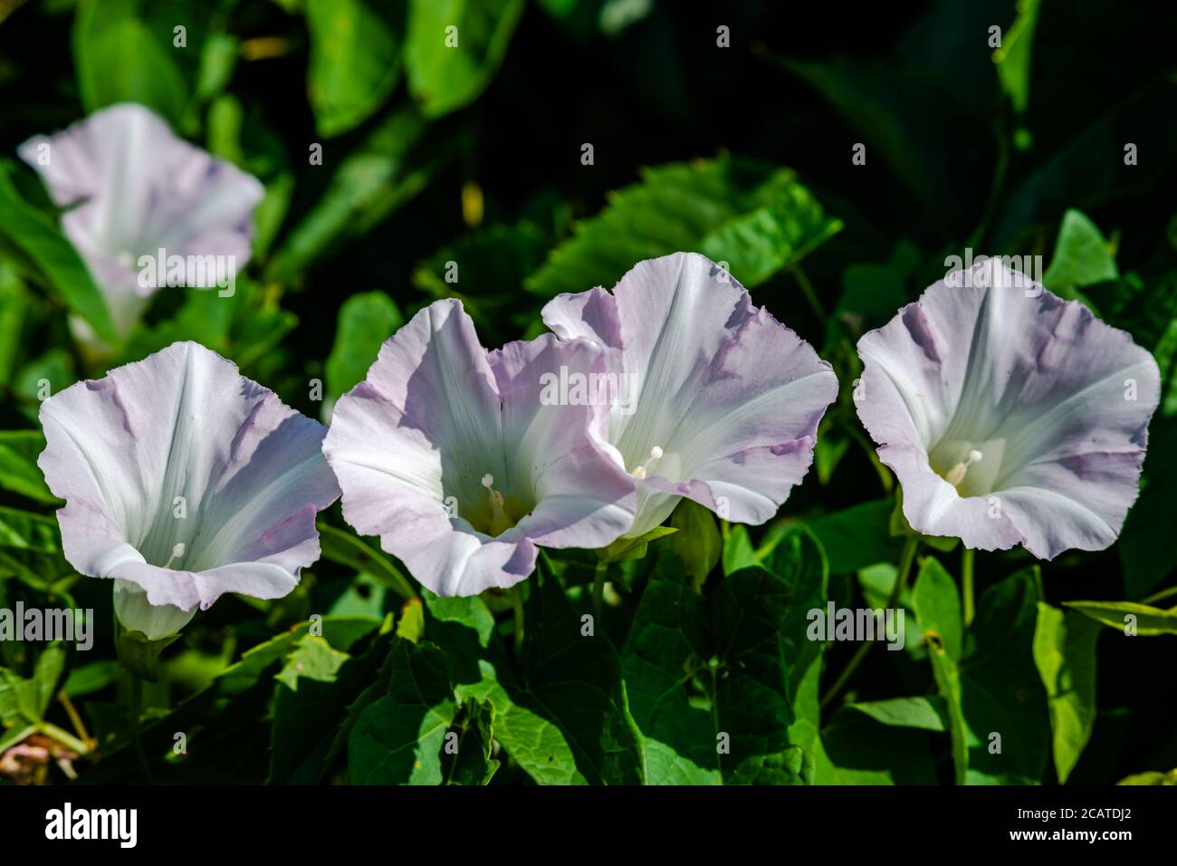 Hedge bindweed summer hi-res stock photography and images - Alamy