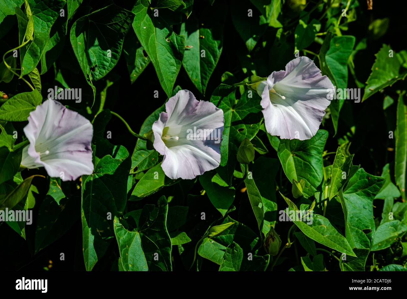 Hedge bindweed summer hi-res stock photography and images - Alamy