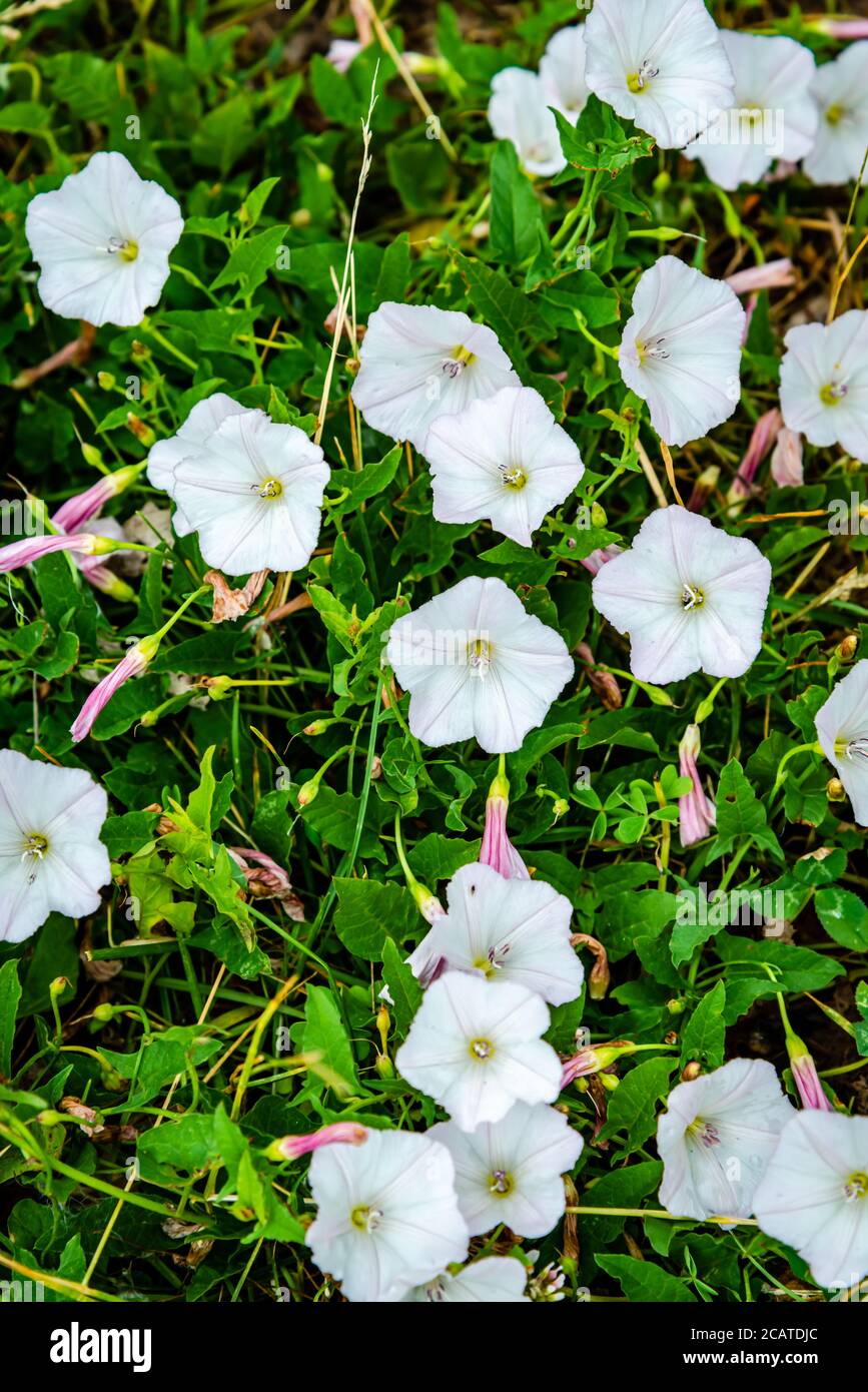 Bindweed in flowers hi-res stock photography and images - Alamy