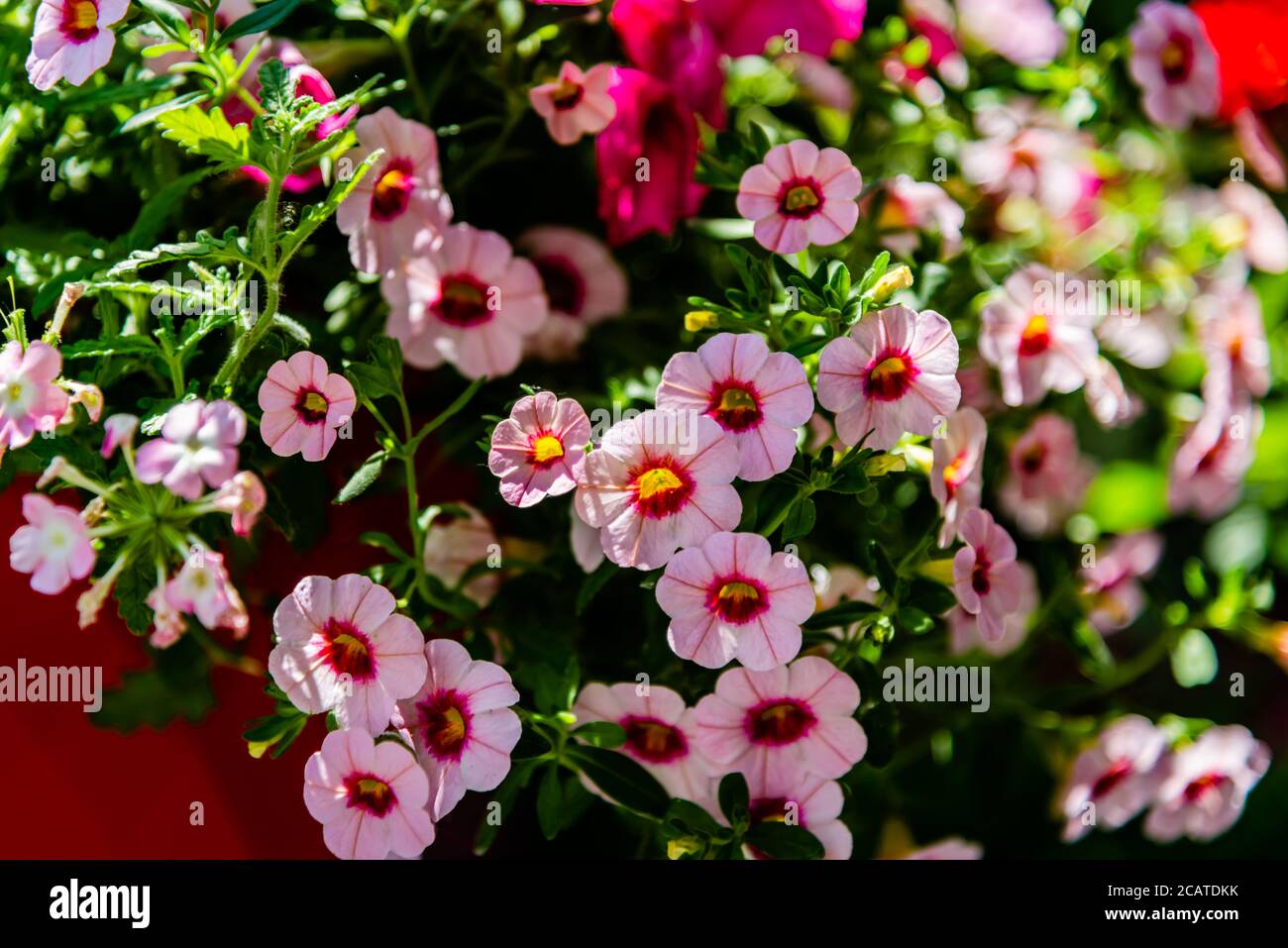 Petunia flowers in the garden Stock Photo