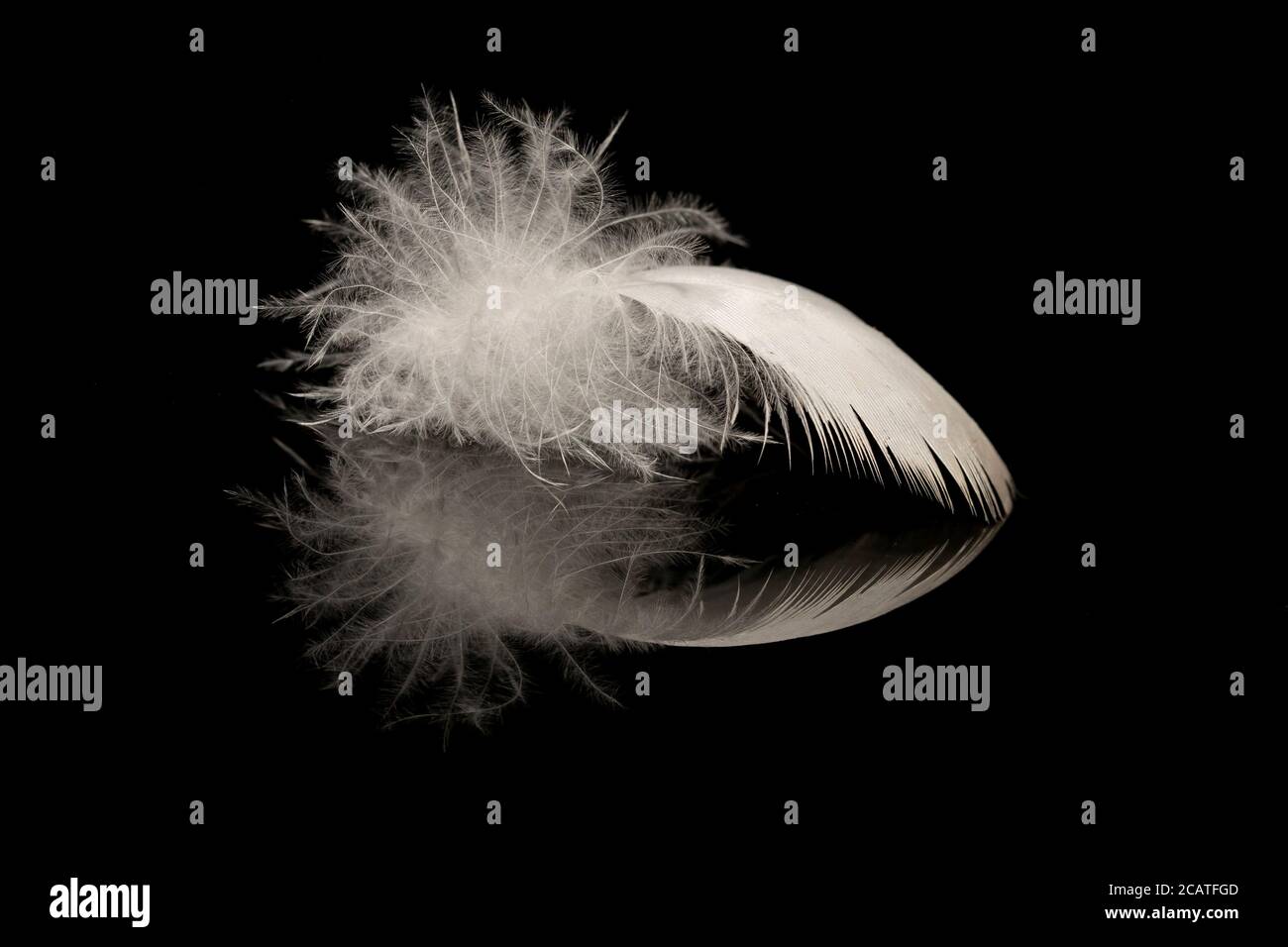 One white bird’s feather on a black reflective surface Stock Photo